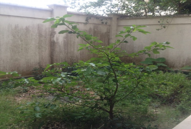 Biệt thự G10 Ciputra, Giai đoạn 1 ciputra - Giá tốt nhất thị trường 5